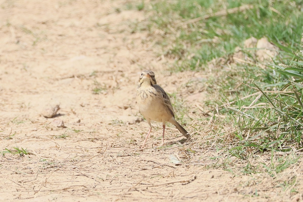 Щеврик іржастий - ML645777162