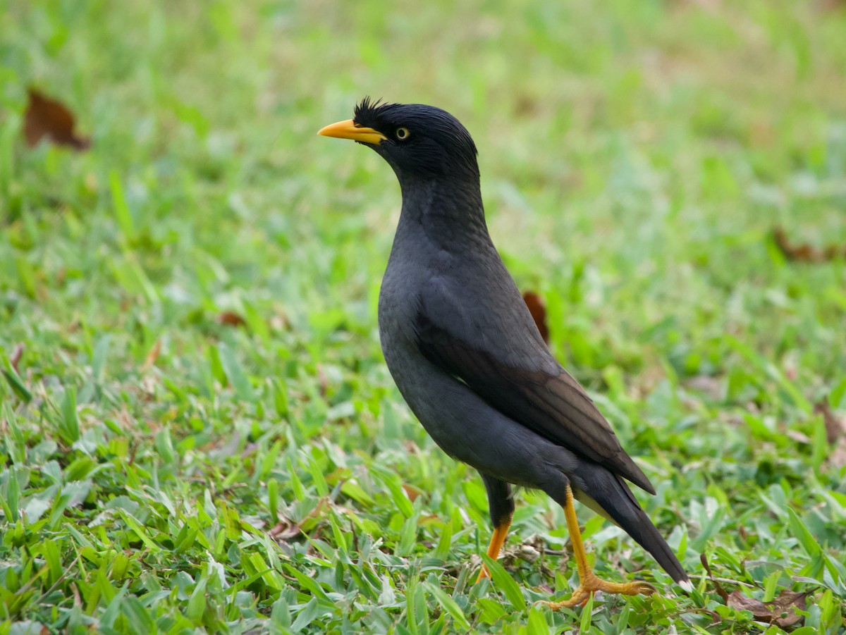 Майна яванська - ML645777164