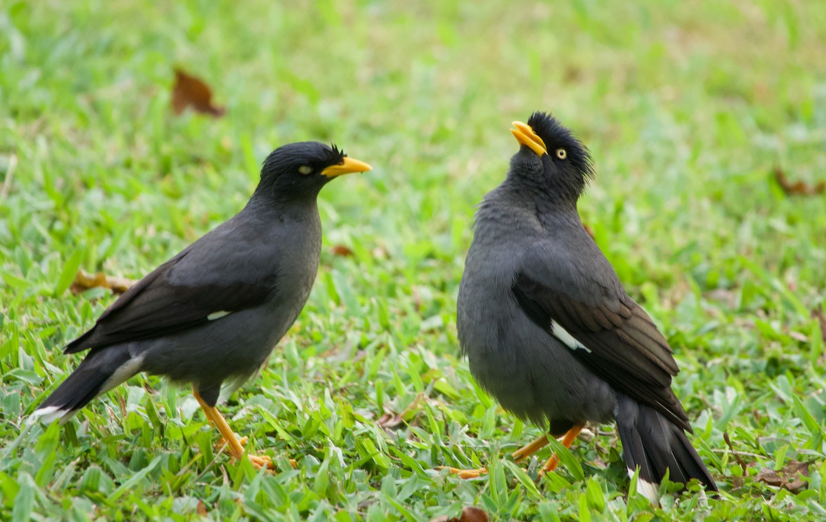 Майна яванська - ML645777165