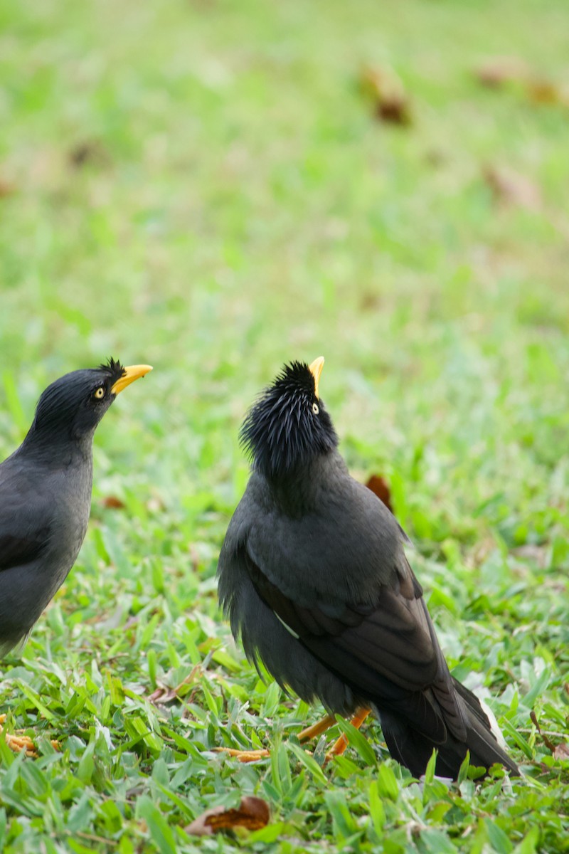 Майна яванська - ML645777166