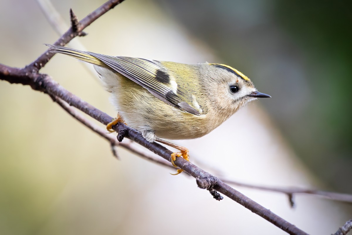 Золотомушка жовточуба - ML645777168