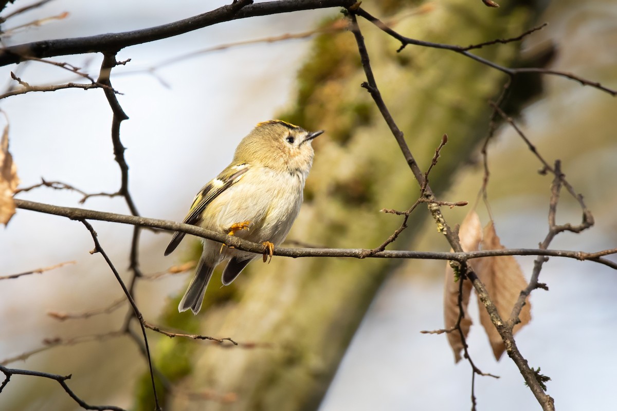 Золотомушка жовточуба - ML645777169