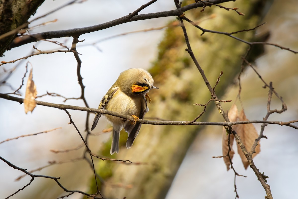 Золотомушка жовточуба - ML645777170