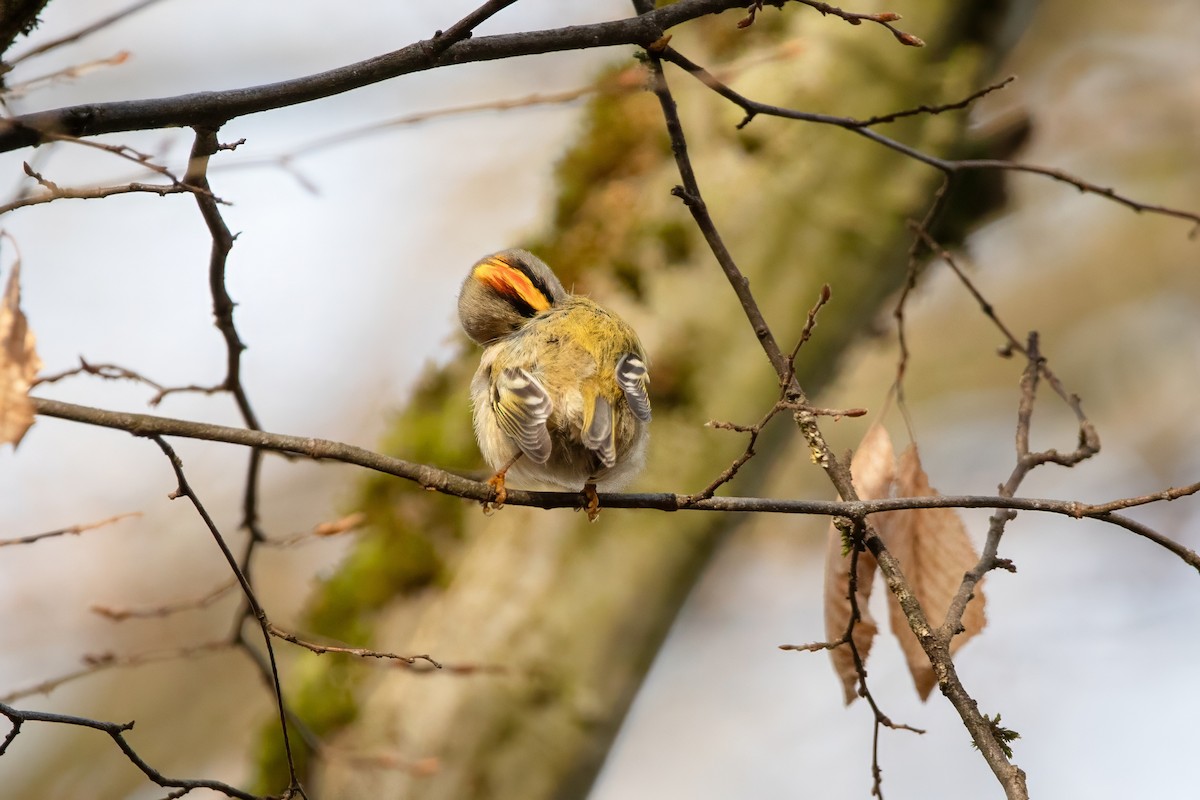 Золотомушка жовточуба - ML645777171