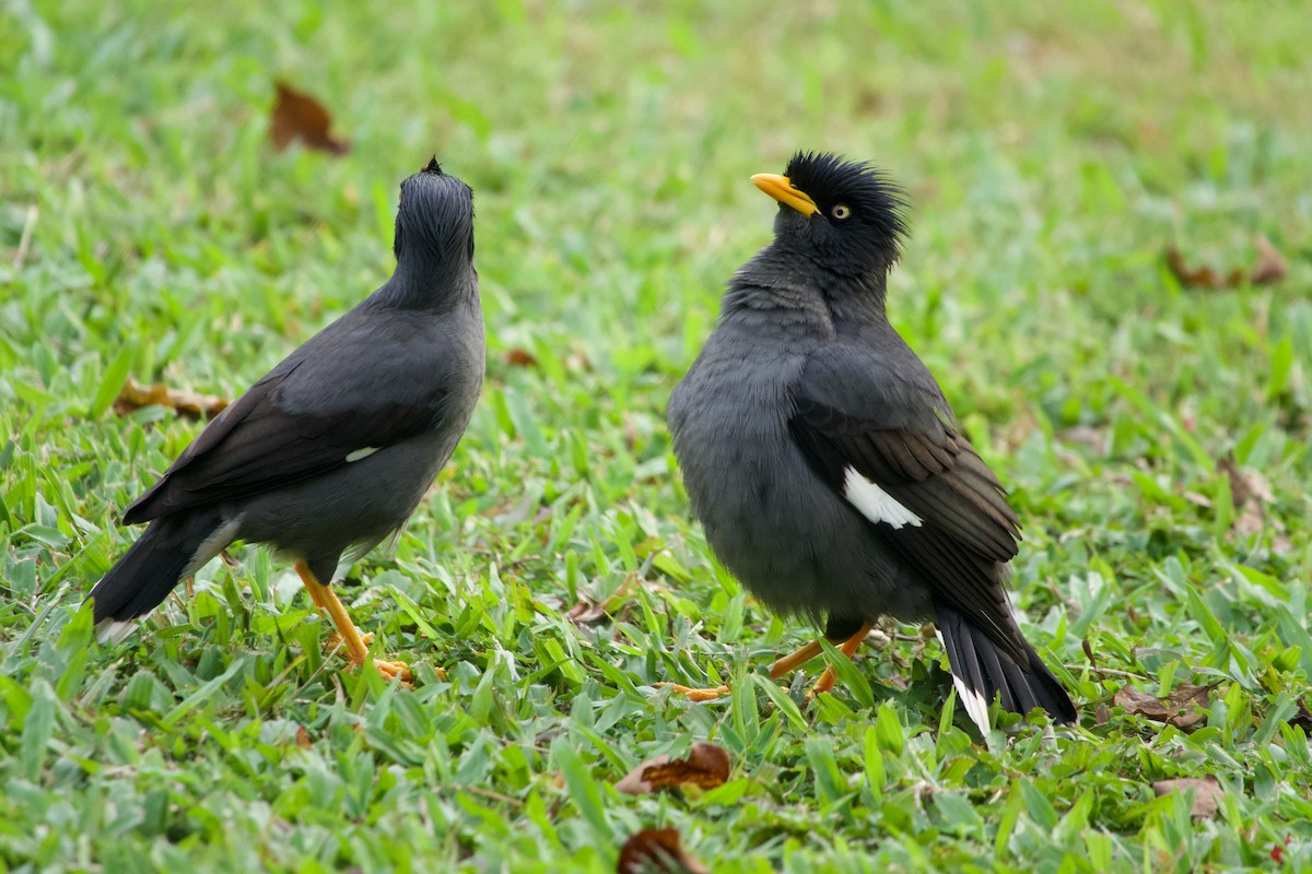 Майна яванська - ML645777172