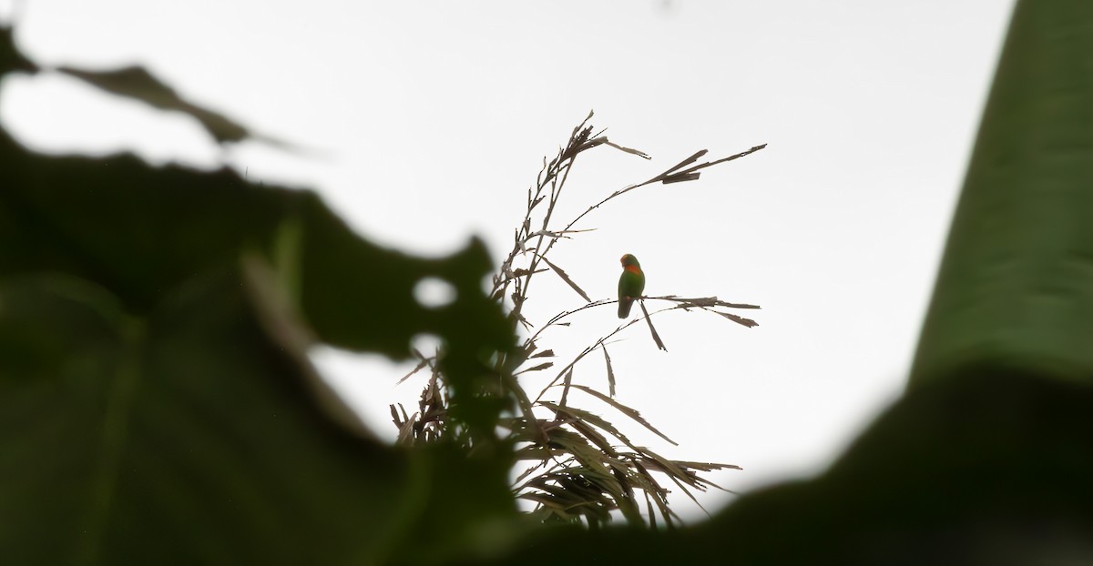 Кориліс філіпінський - ML645777173