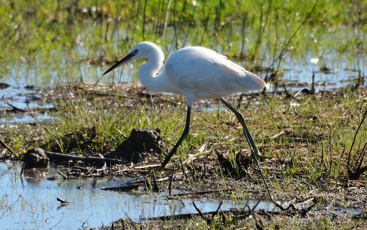 Чепура мала - ML645777174