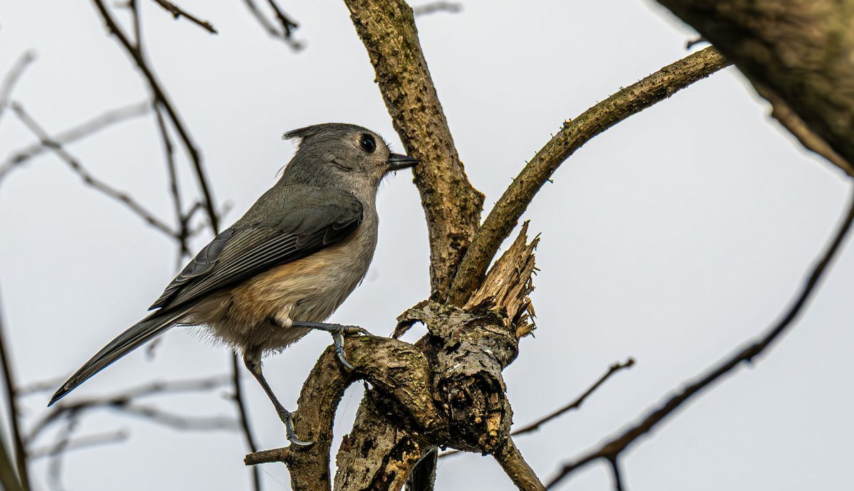 Синиця гострочуба - ML645777175