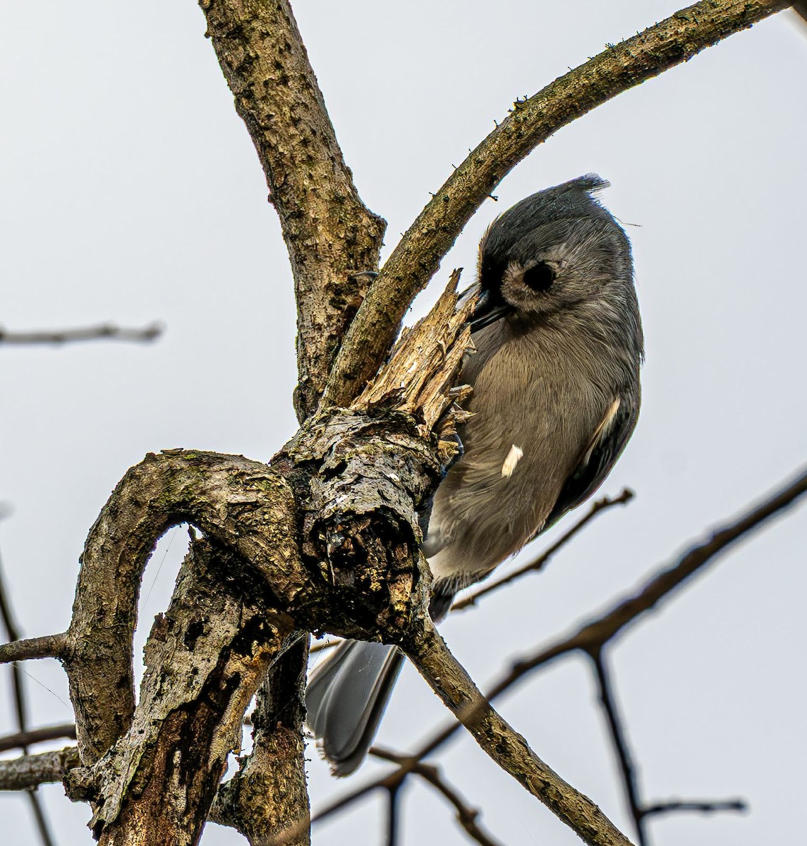 Синиця гострочуба - ML645777176