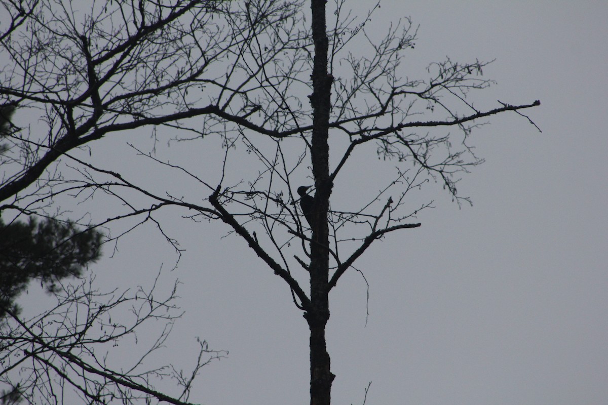 Black Woodpecker - ML645777178