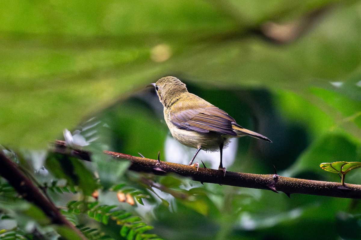 Karmesinnektarvogel - ML645777183