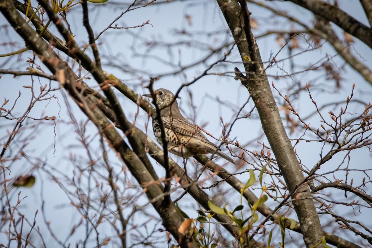 槲鶇 - ML645777194