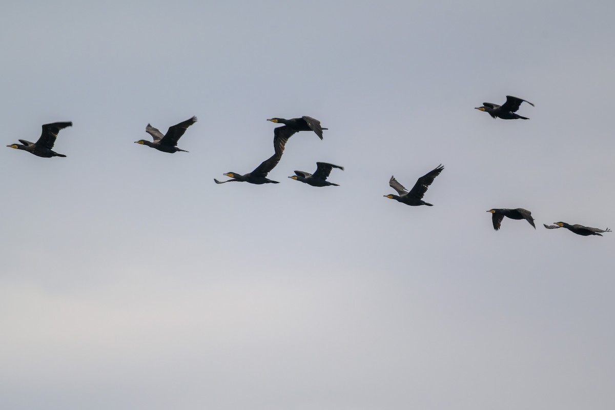 Great Cormorant - ML645777204