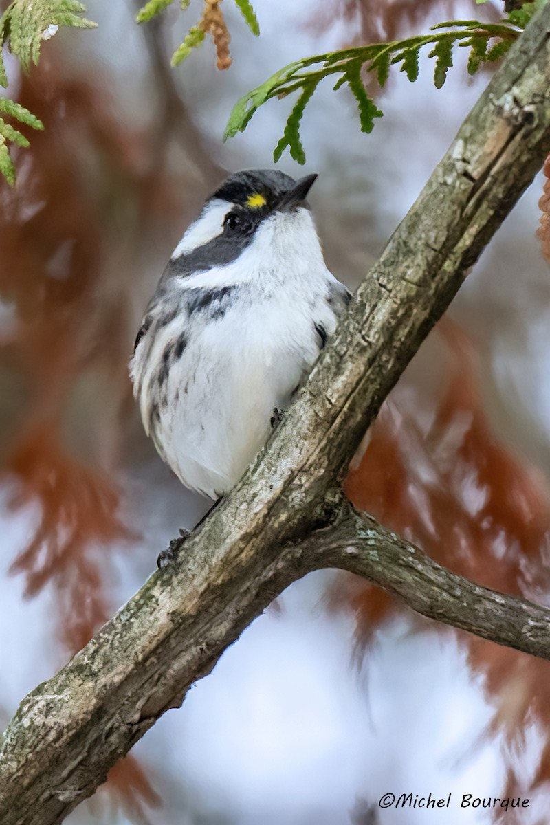 Black-throated Gray Warbler - ML645777205