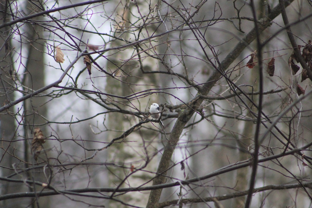 Long-tailed Tit - ML645777220
