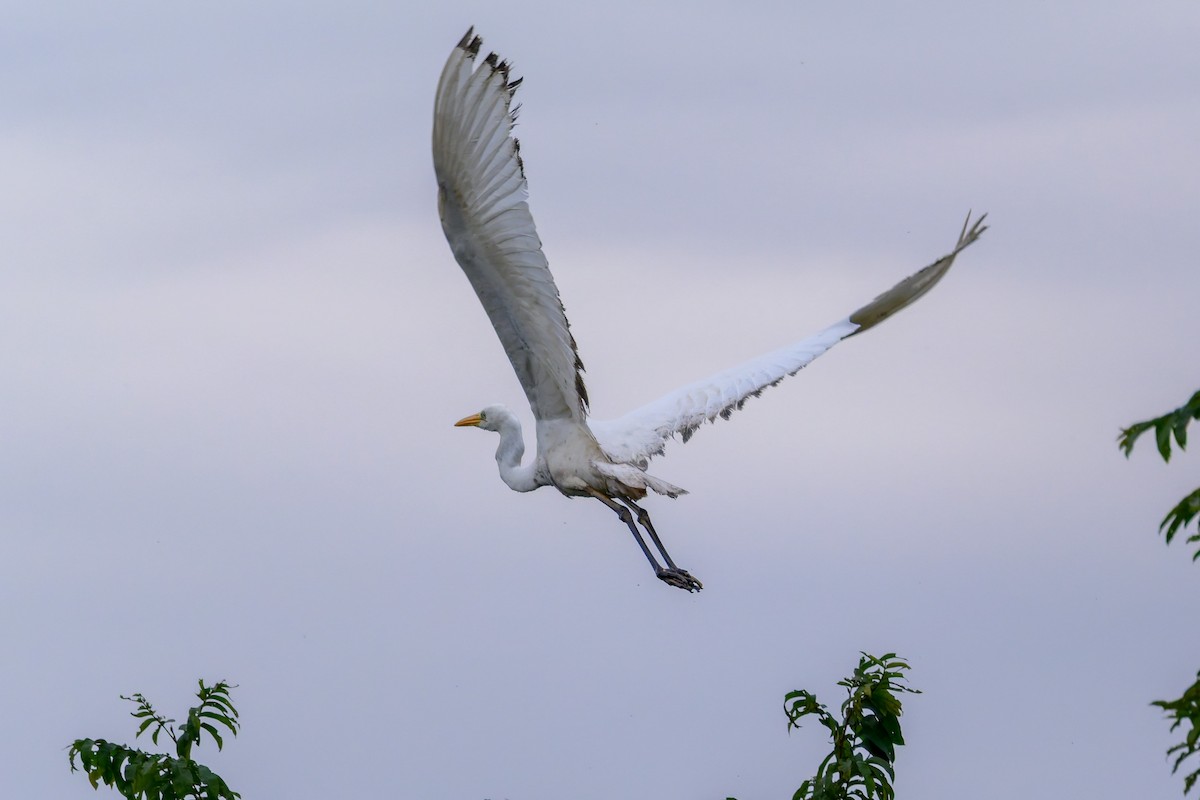 Great Egret - ML645777221
