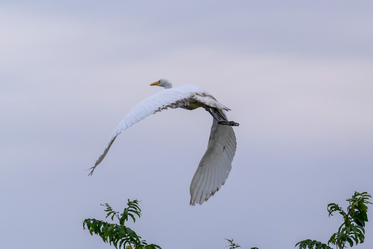 Great Egret - ML645777222
