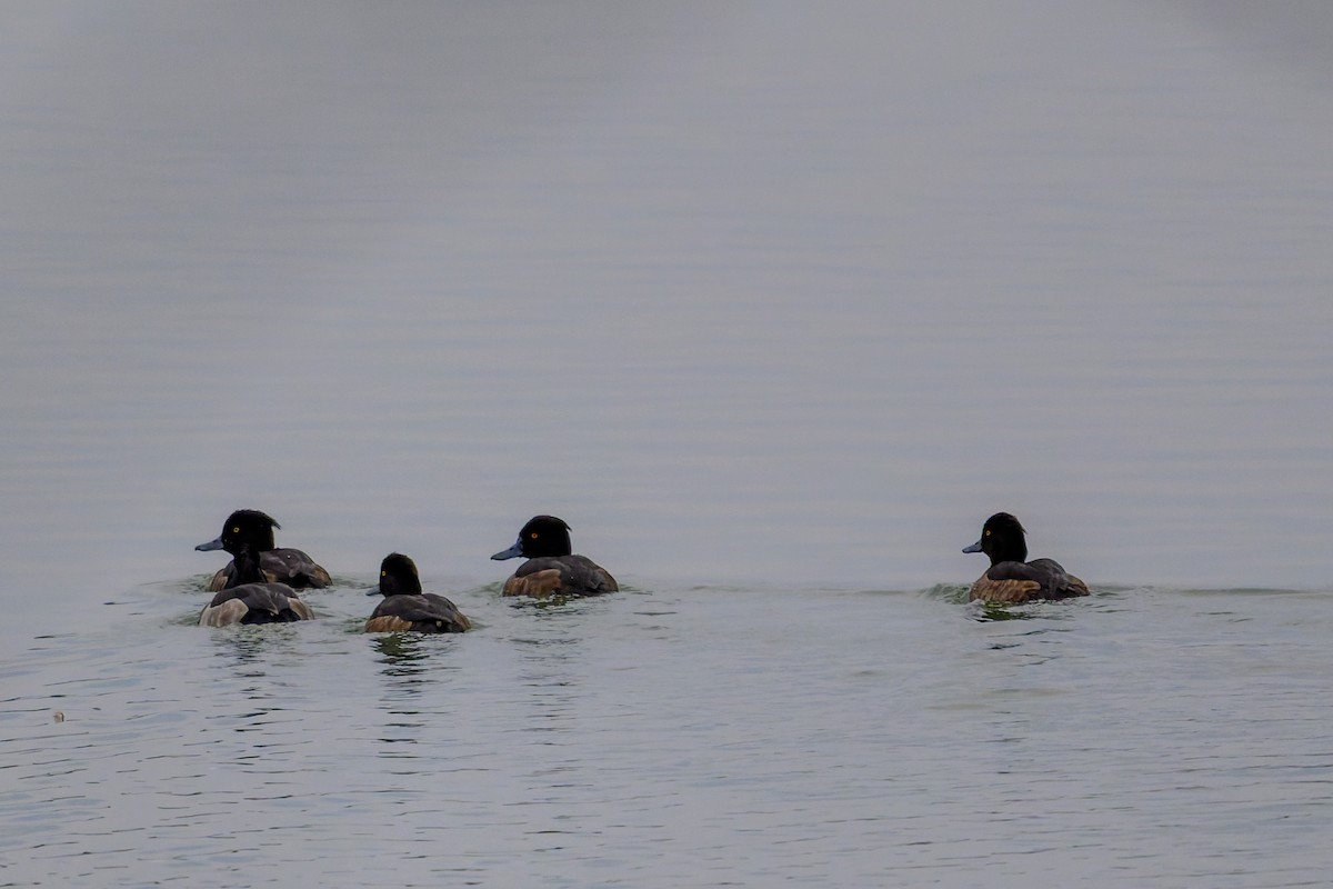 Tufted Duck - ML645777231
