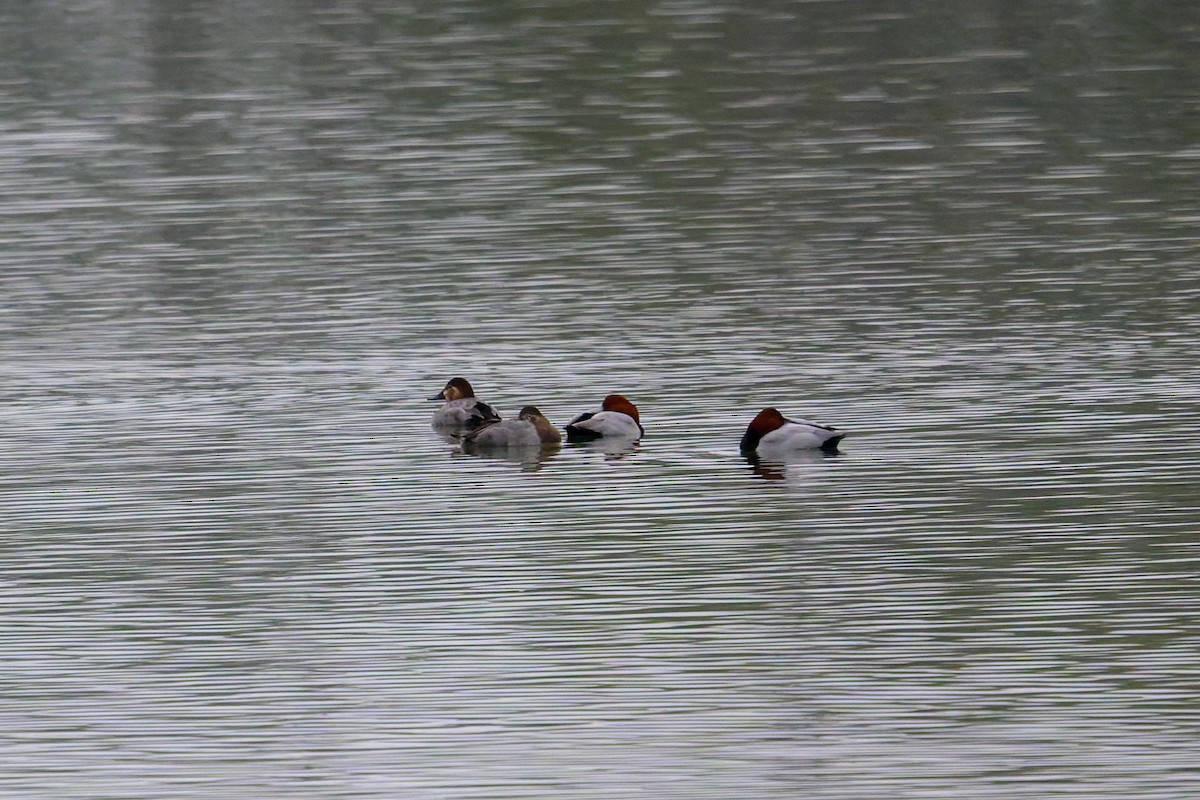 Common Pochard - ML645777232