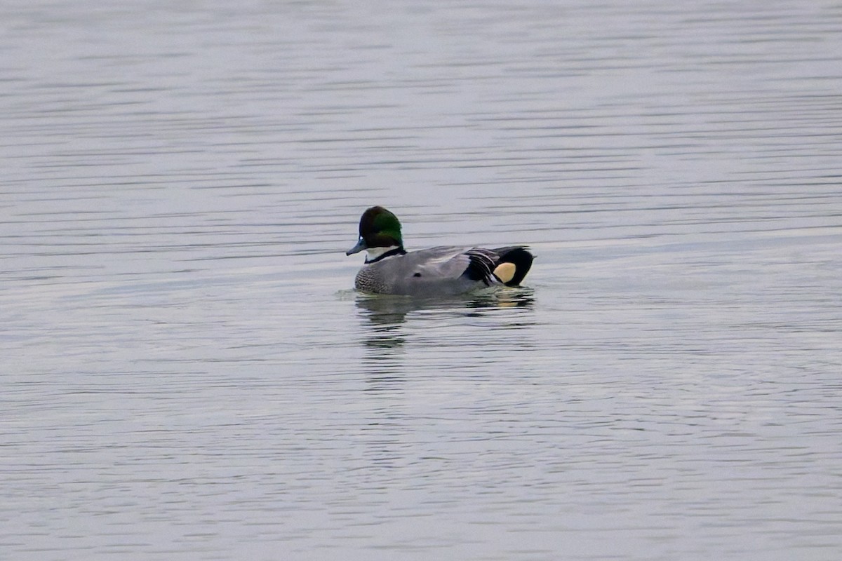 Falcated Duck - ML645777239