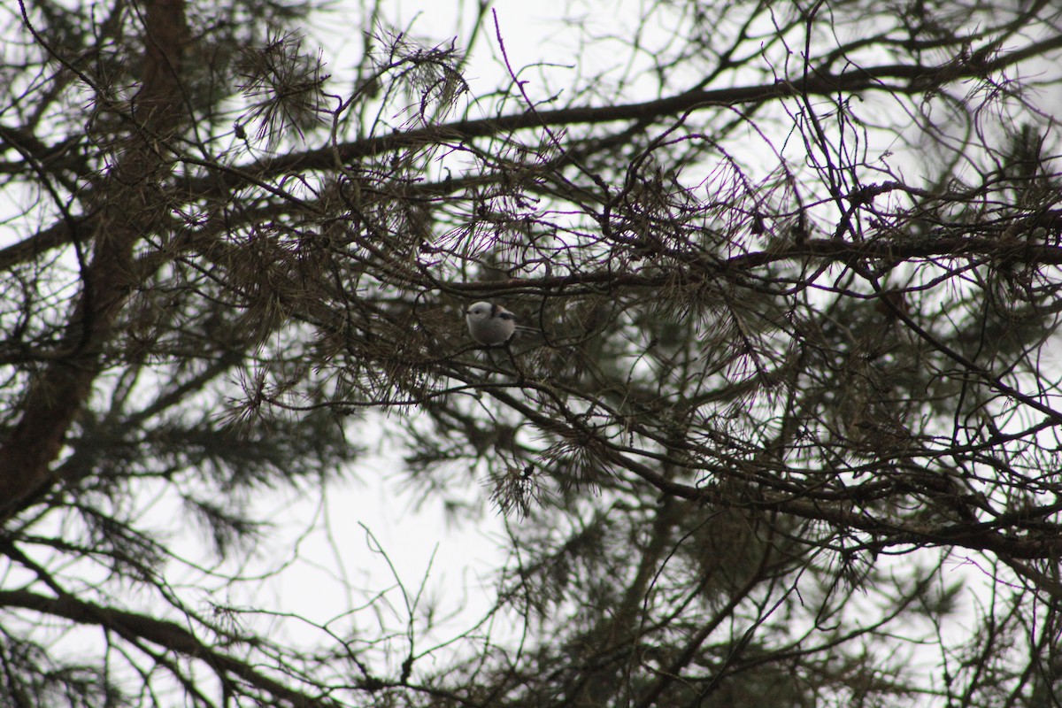 Long-tailed Tit - ML645777244