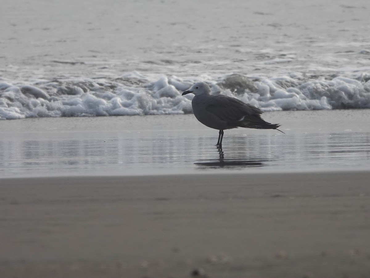 Gray Gull - ML645777245