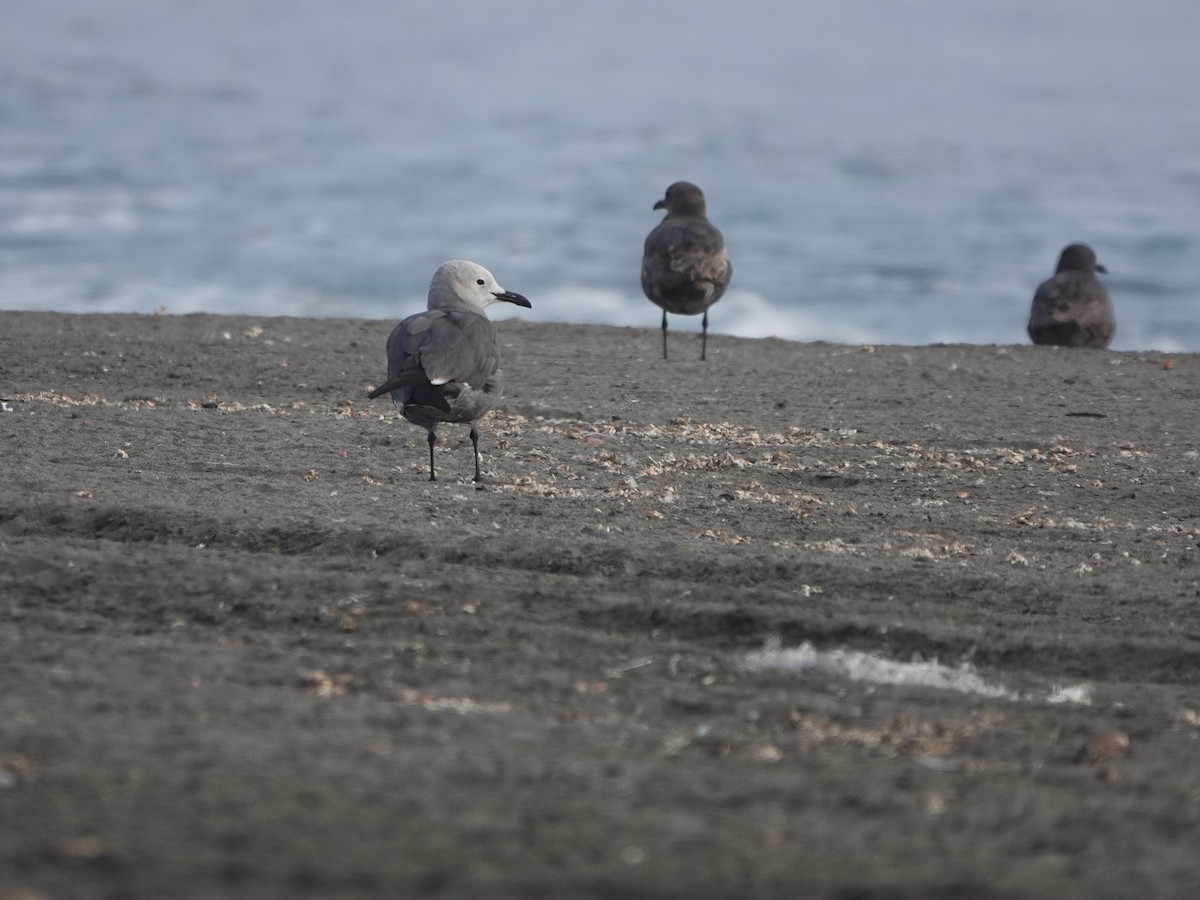 Gray Gull - ML645777246