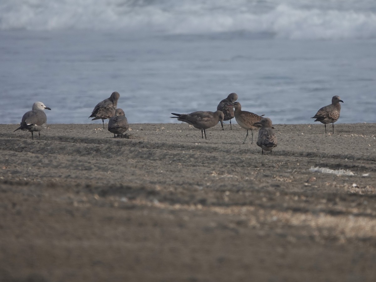 Gray Gull - ML645777248