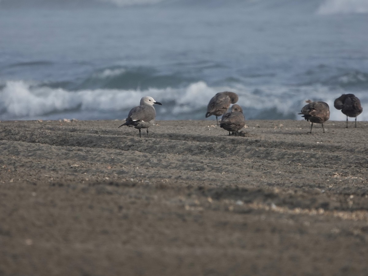 Gray Gull - ML645777249