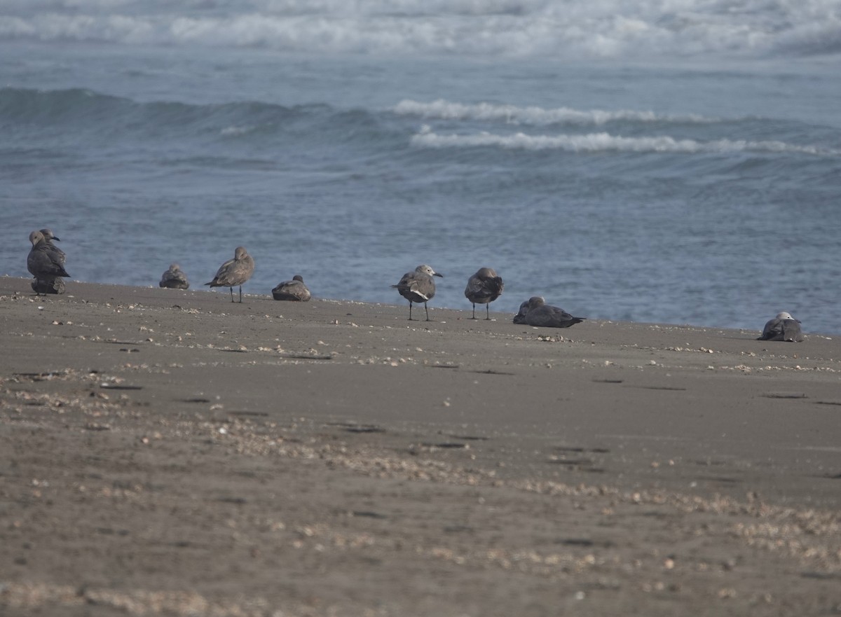 Gray Gull - ML645777250