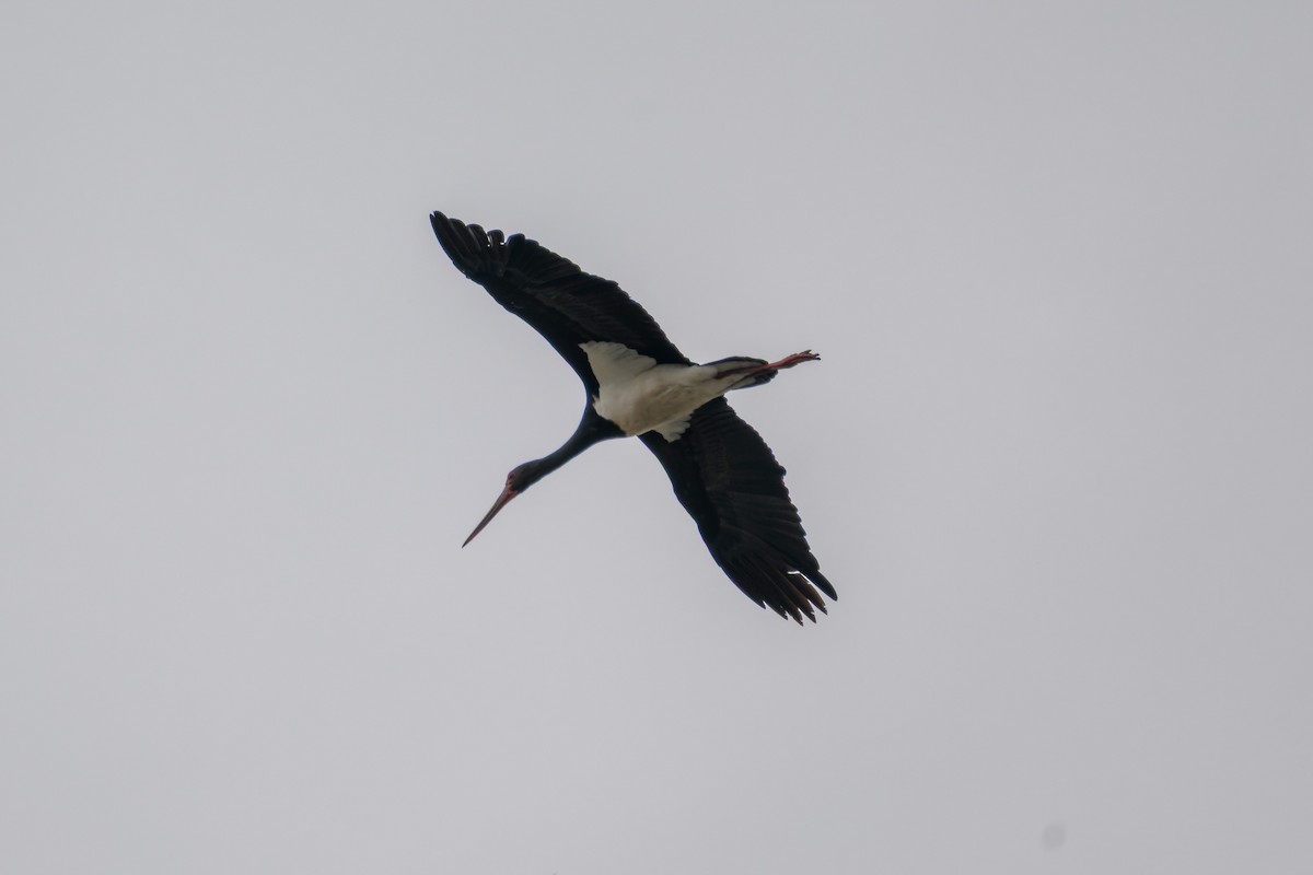 Black Stork - ML645777251