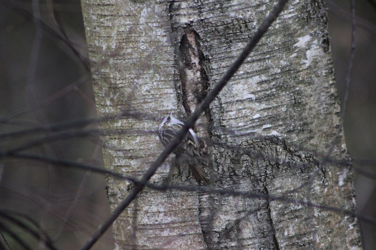 Eurasian Treecreeper - ML645777254