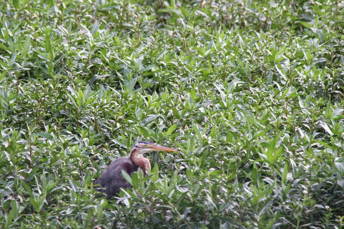 Koartza gorria - ML645777264