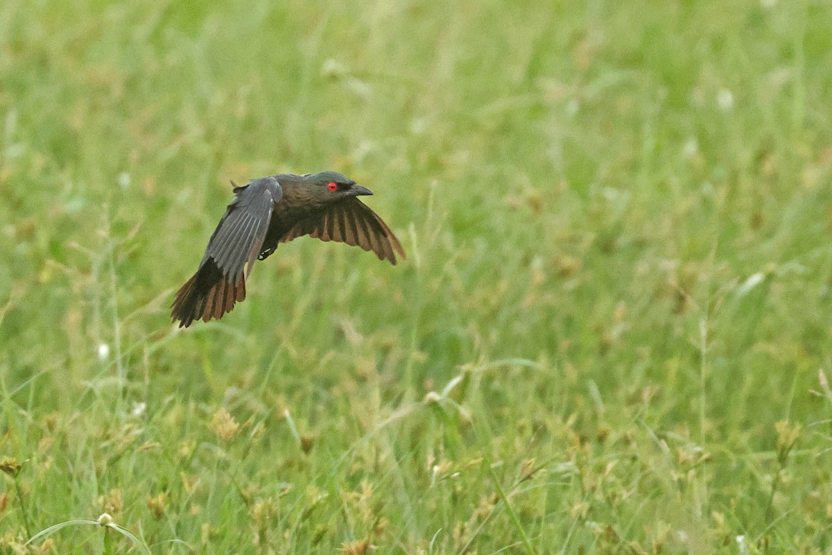 špaček rudooký - ML645777270