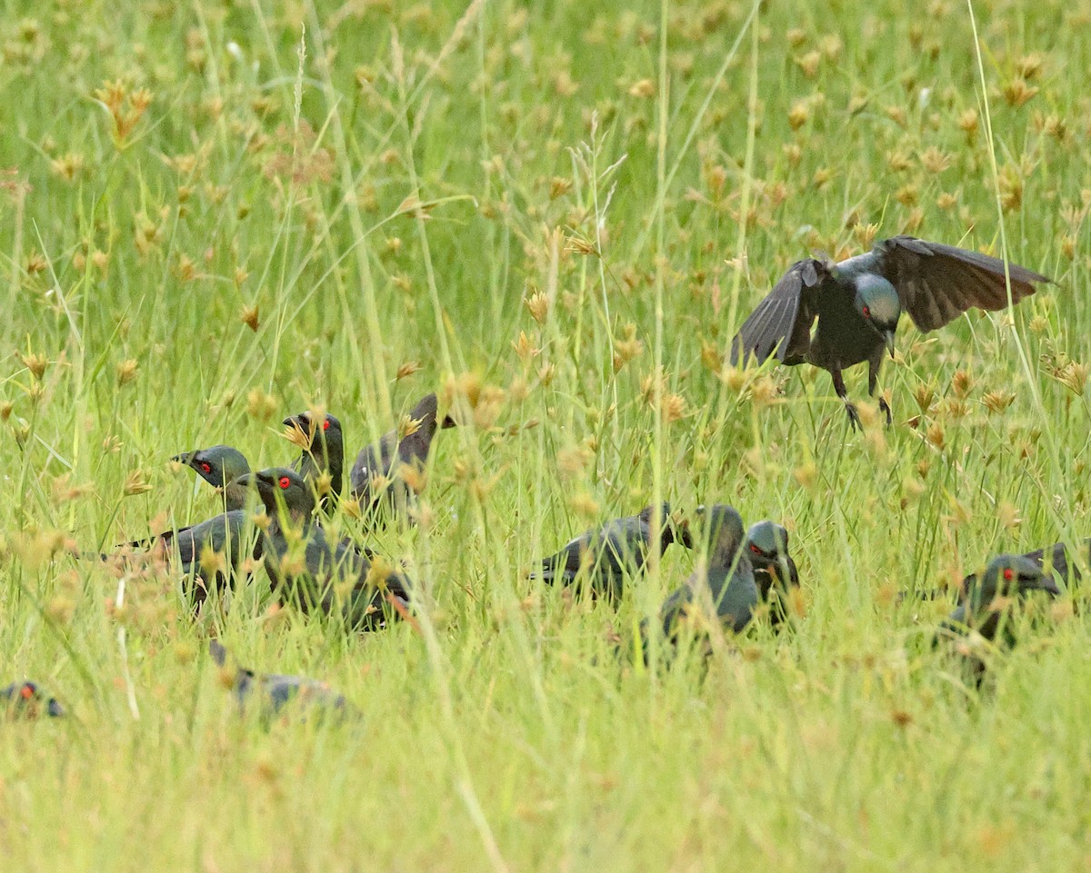 špaček rudooký - ML645777271