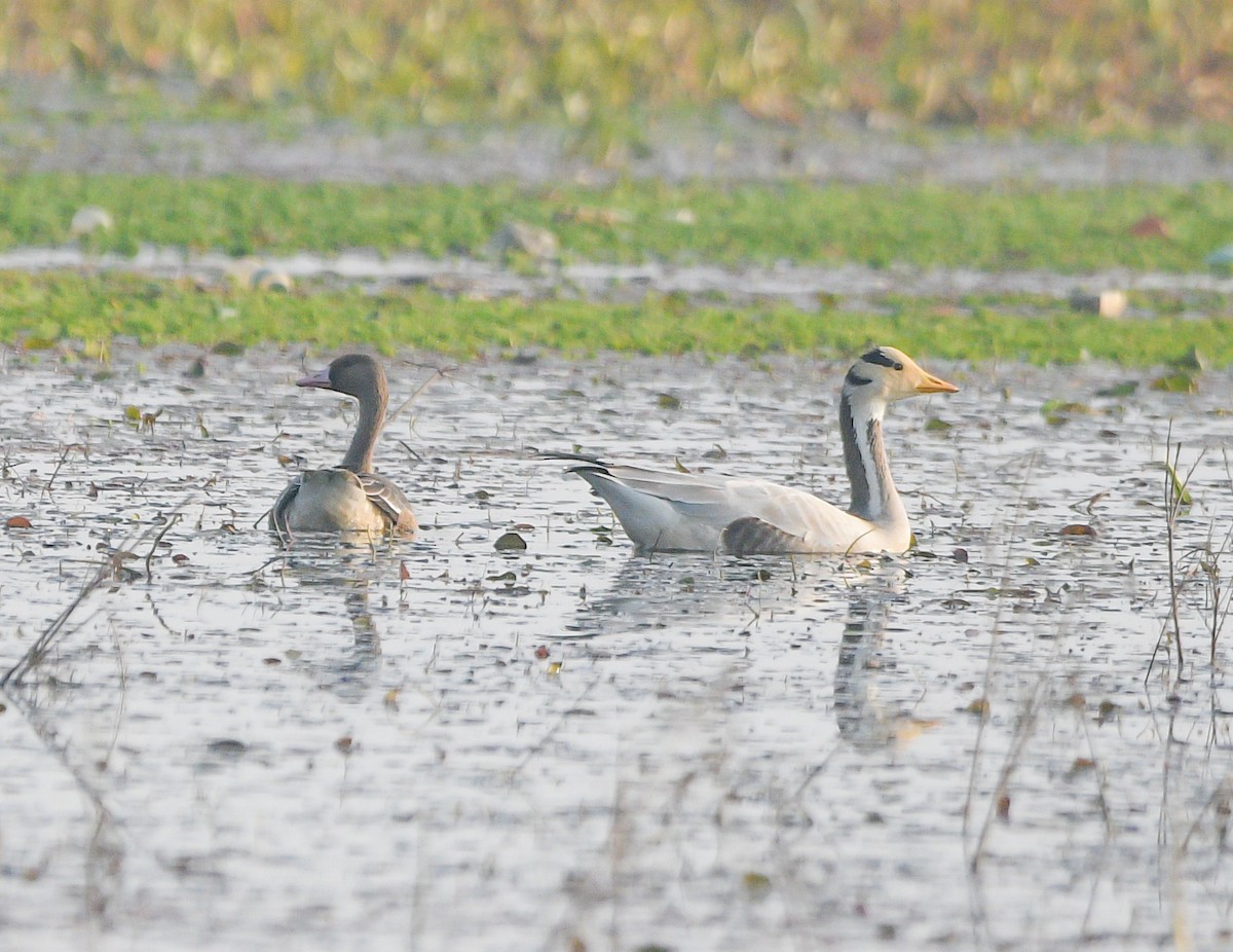 Гуска гірська - ML645777282