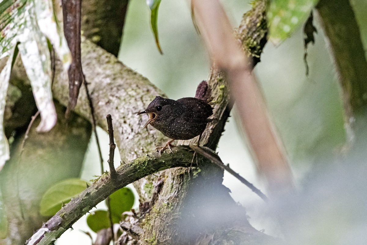 Spotted Elachura - ML645777284