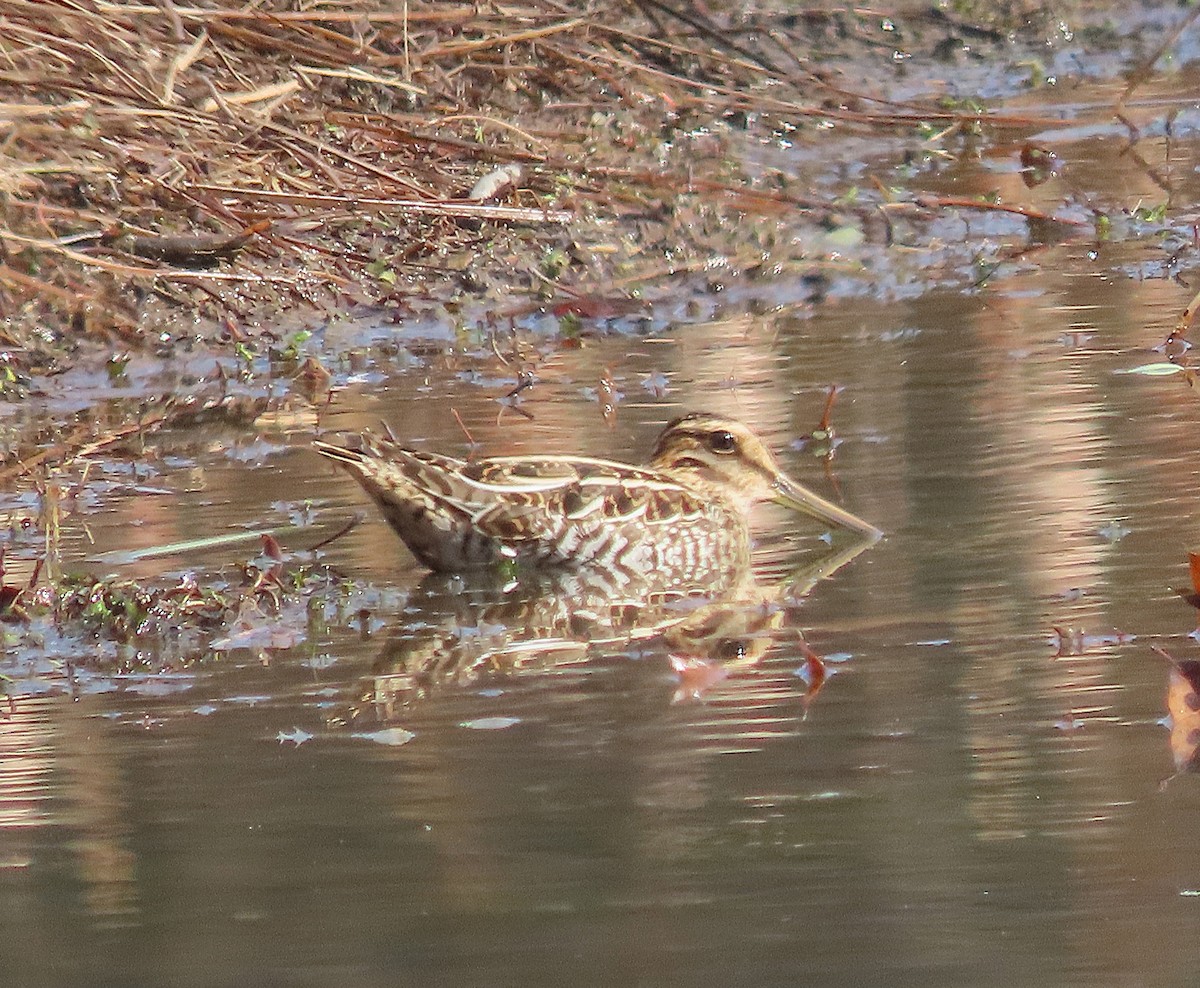Wilson's Snipe - ML645777287