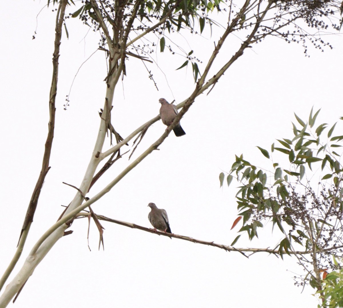 Picazuro Pigeon - ML645777288