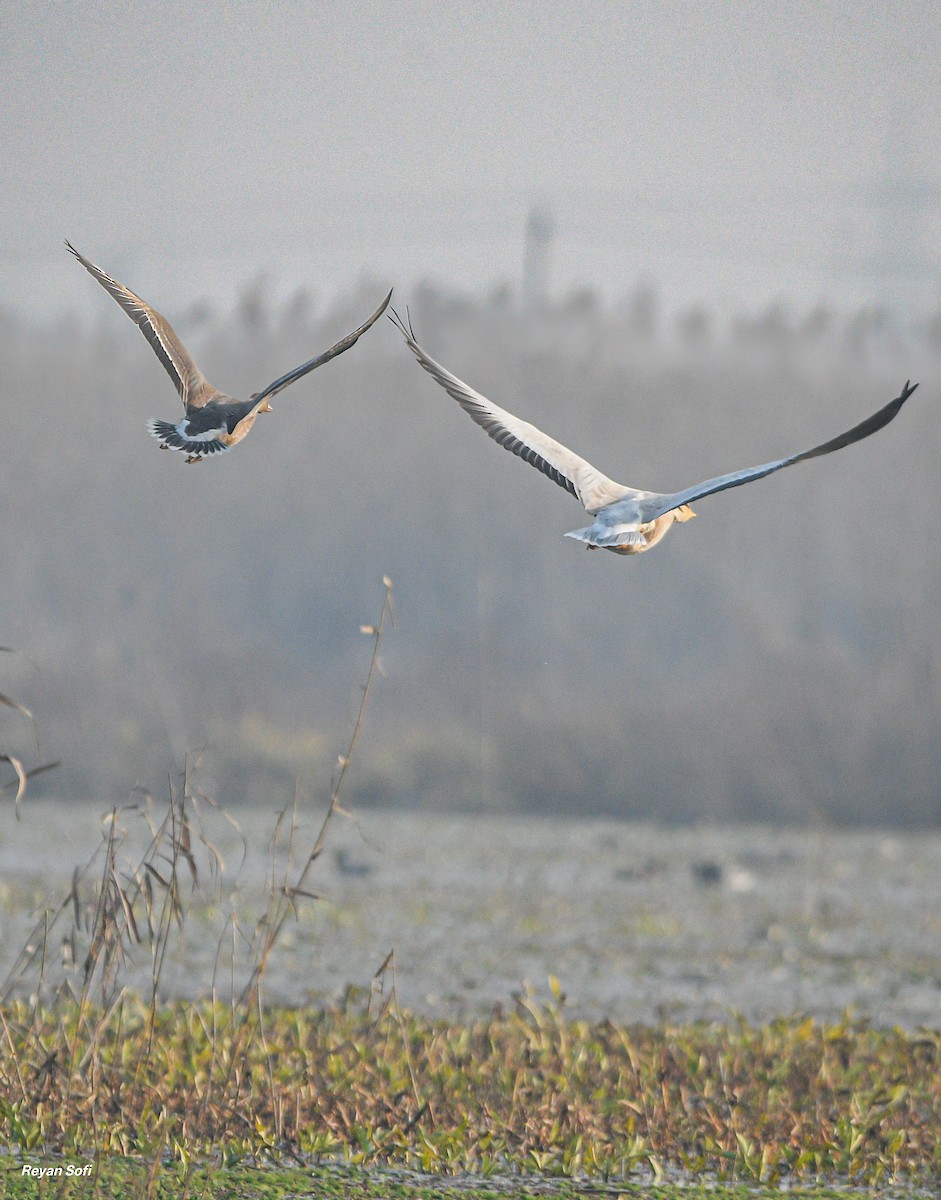 白額雁 - ML645777292