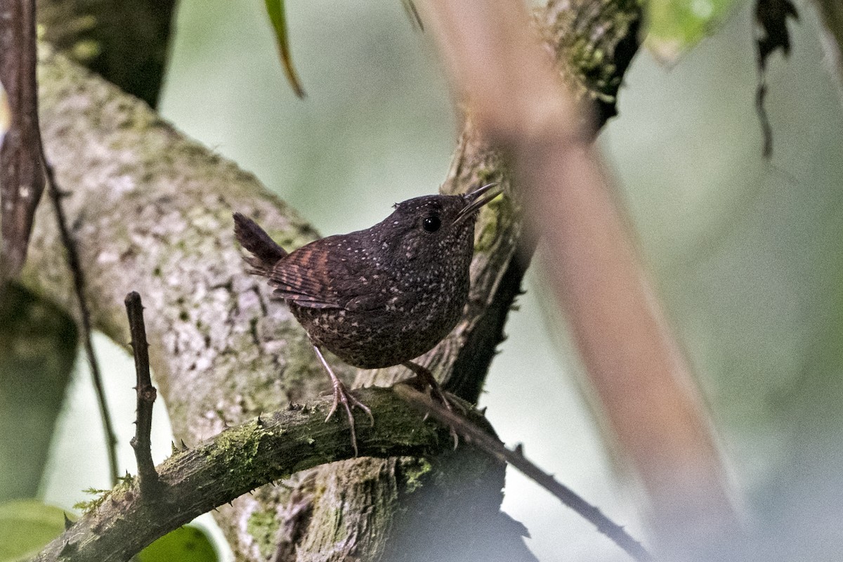 Spotted Elachura - ML645777310