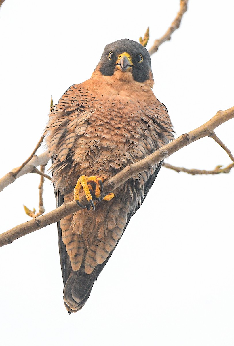 遊隼(peregrinator) - ML645777314