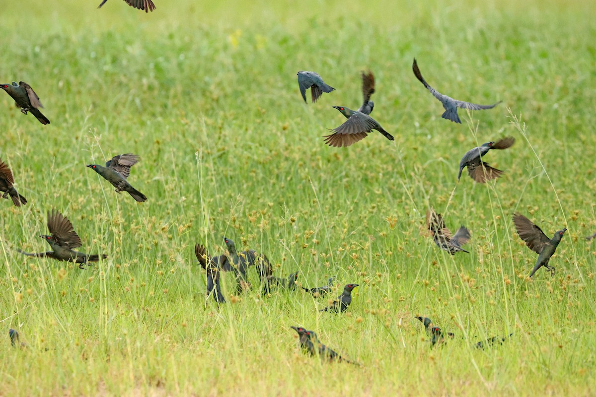 špaček rudooký - ML645777315