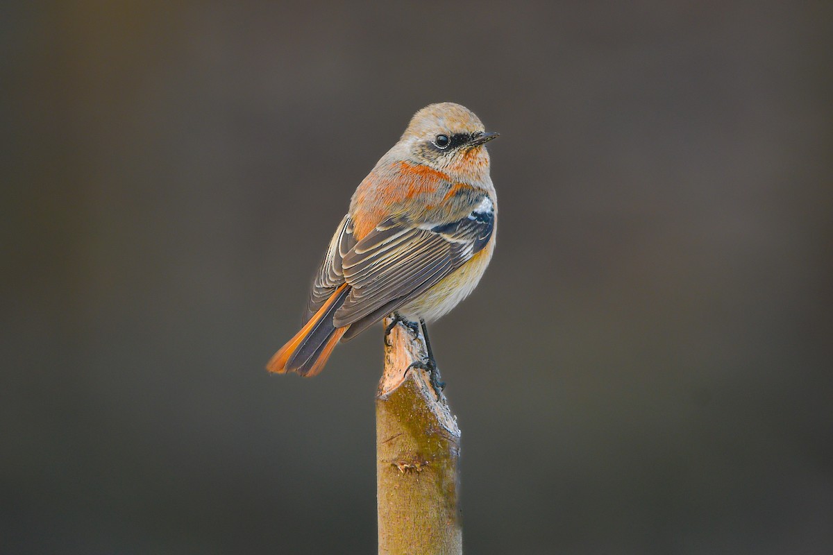 Rufous-backed Redstart - ML645777318