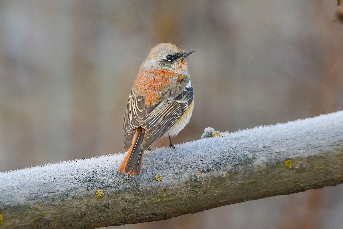 Rufous-backed Redstart - ML645777319