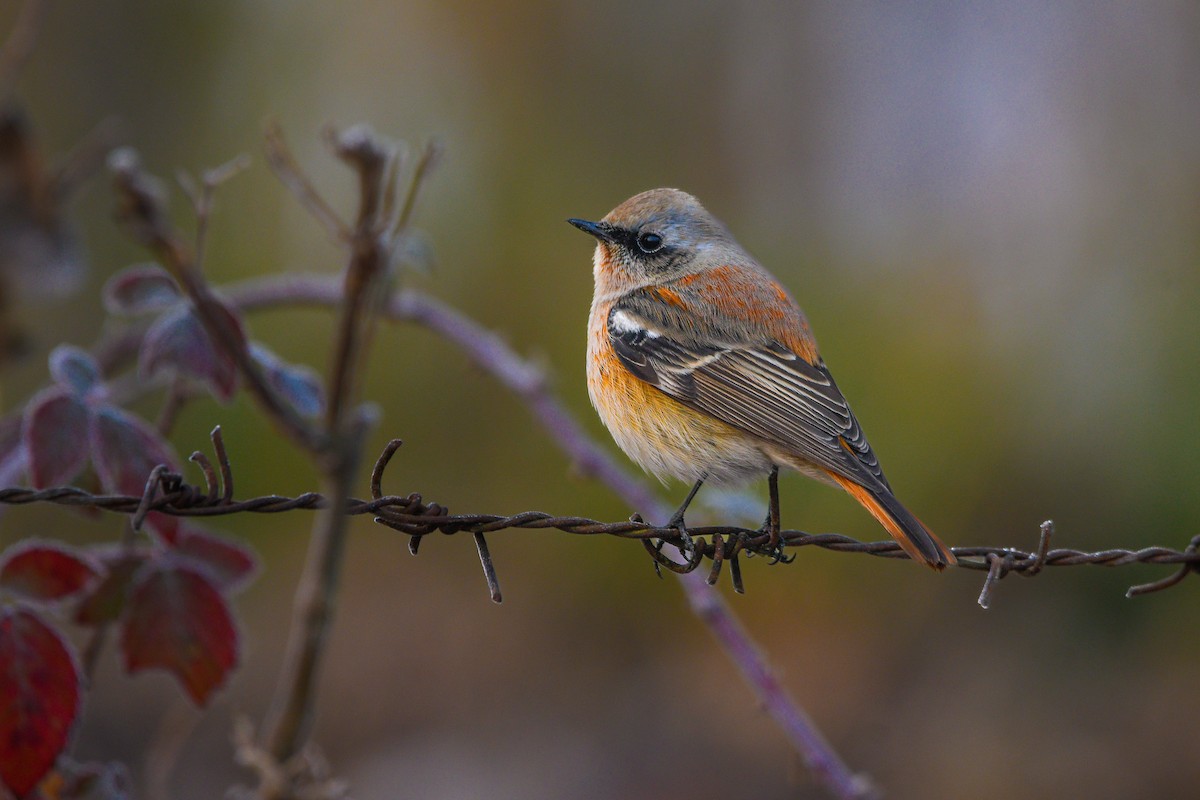 Rufous-backed Redstart - ML645777320