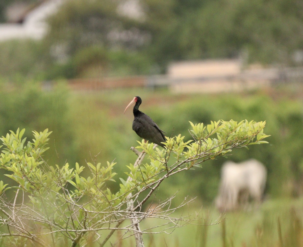 Ібіс чорний - ML645777321