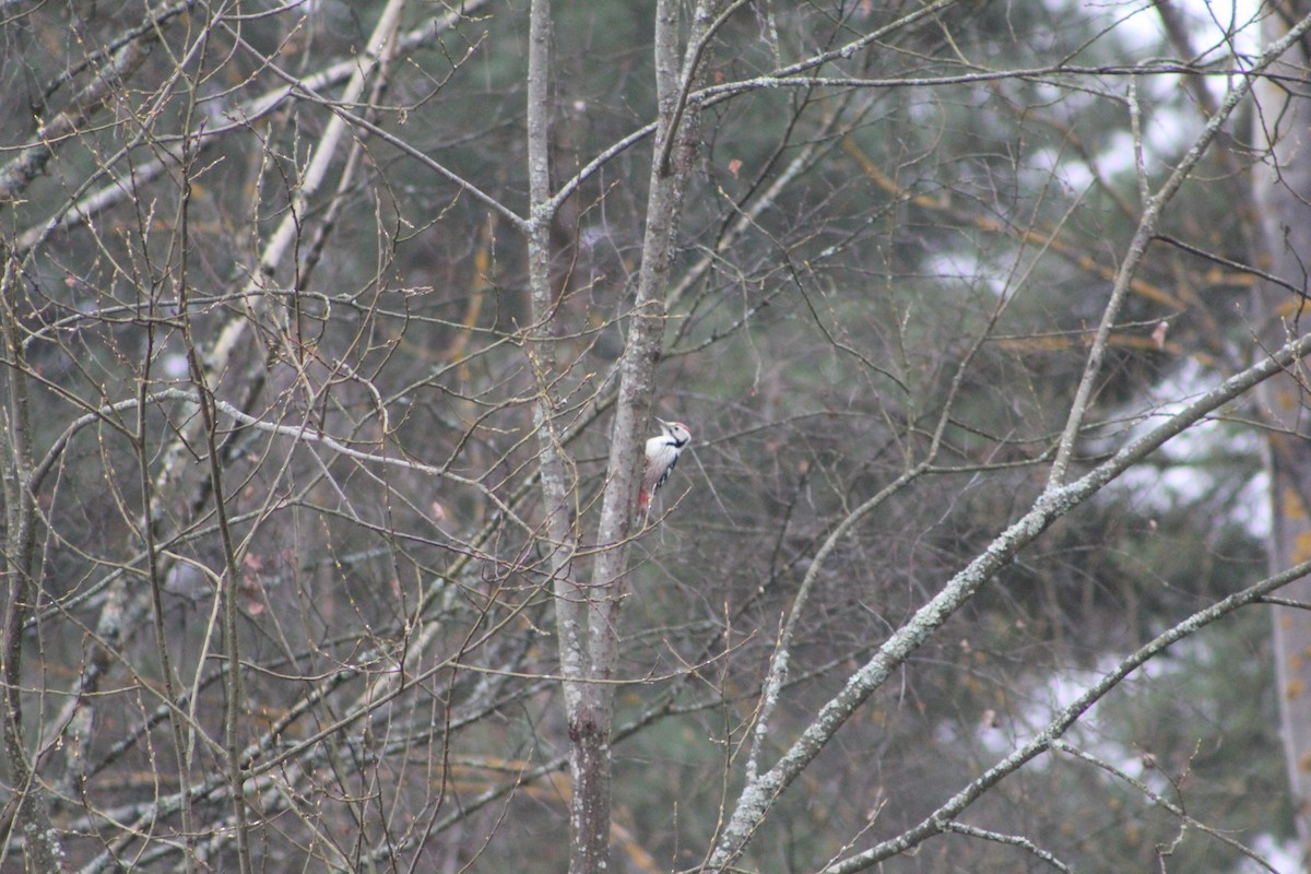 White-backed Woodpecker - ML645777323