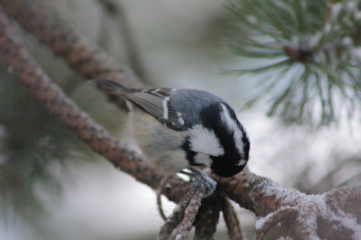 Coal Tit - ML645777331
