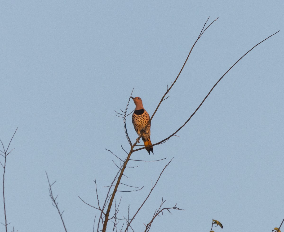 Northern Flicker - ML645777340